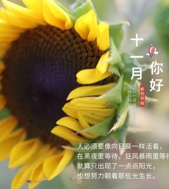 早安问候:新的11月,不念过往,不畏将来,做最好的自己,早安