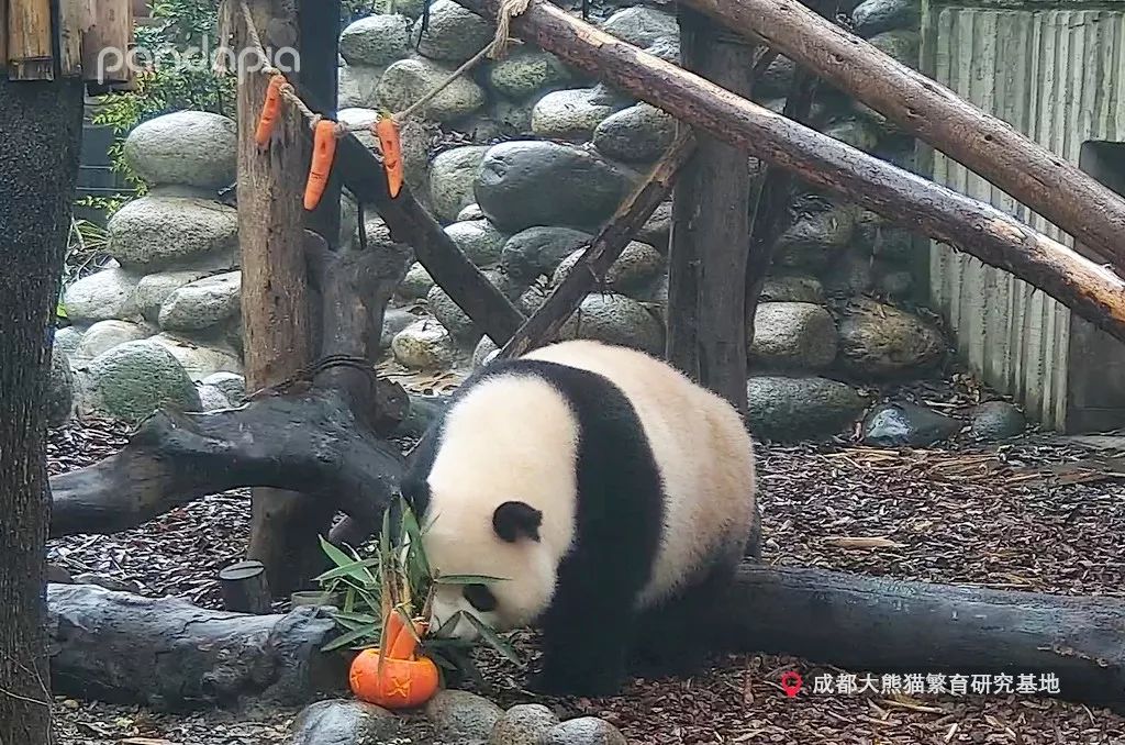 这是谁家的小捣蛋鬼,我抱走了!