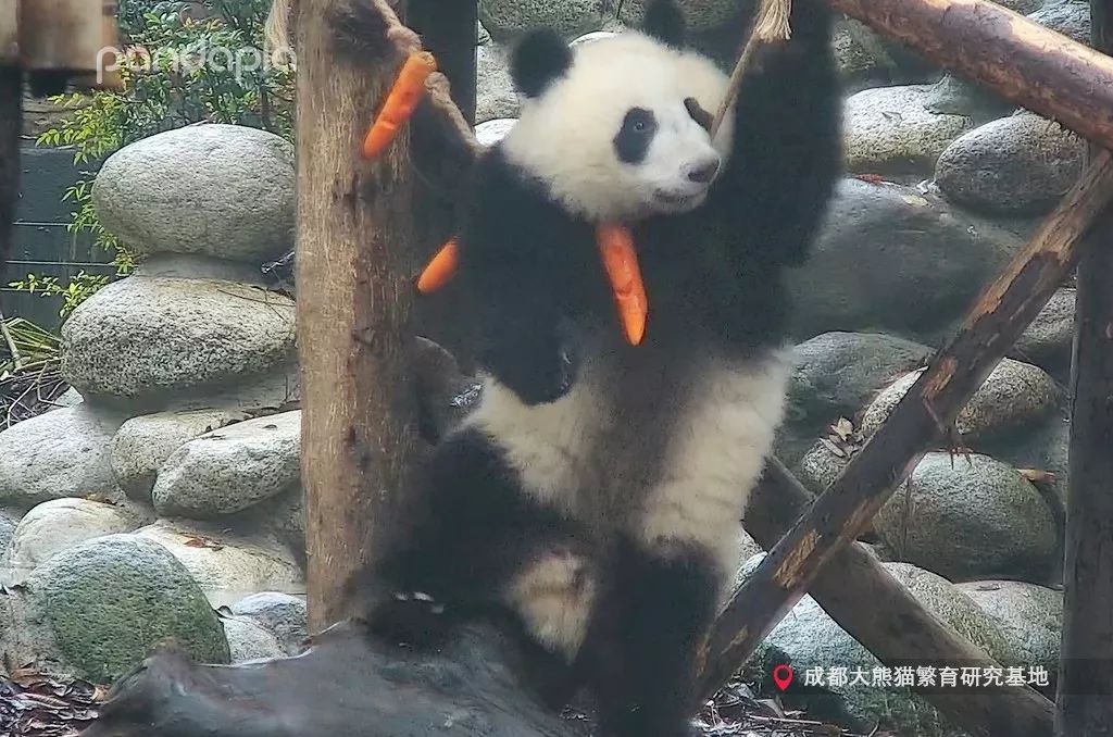 这是谁家的小捣蛋鬼,我抱走了!