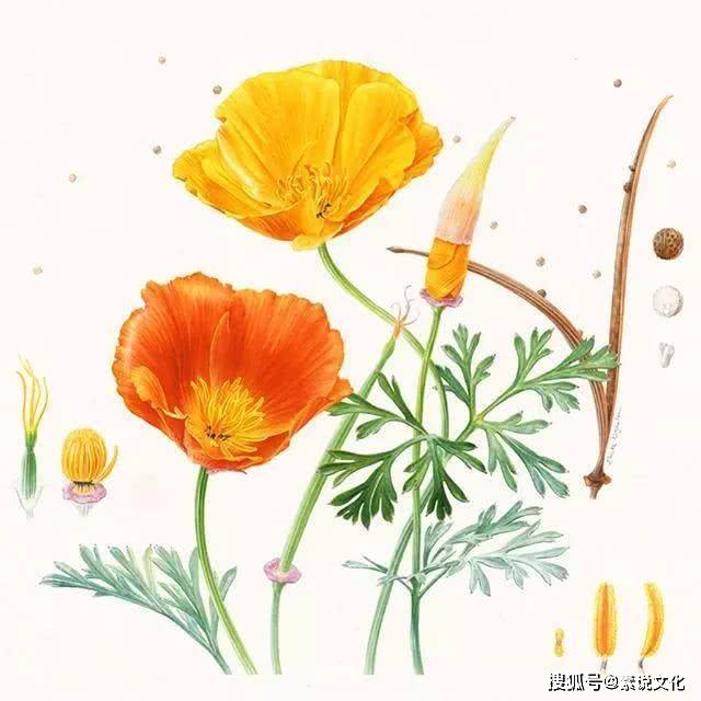 以假乱真的花,真不敢相信这是画出来的,这位女画家带来自然的美