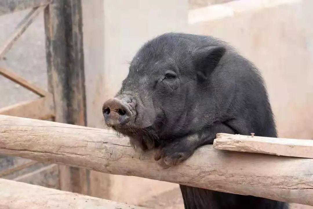 那些爱吃猪油的人,后来都怎么样了?