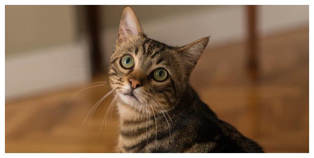 并不是所有“猫咪”都认主,有这些行为的猫,并不喜欢你