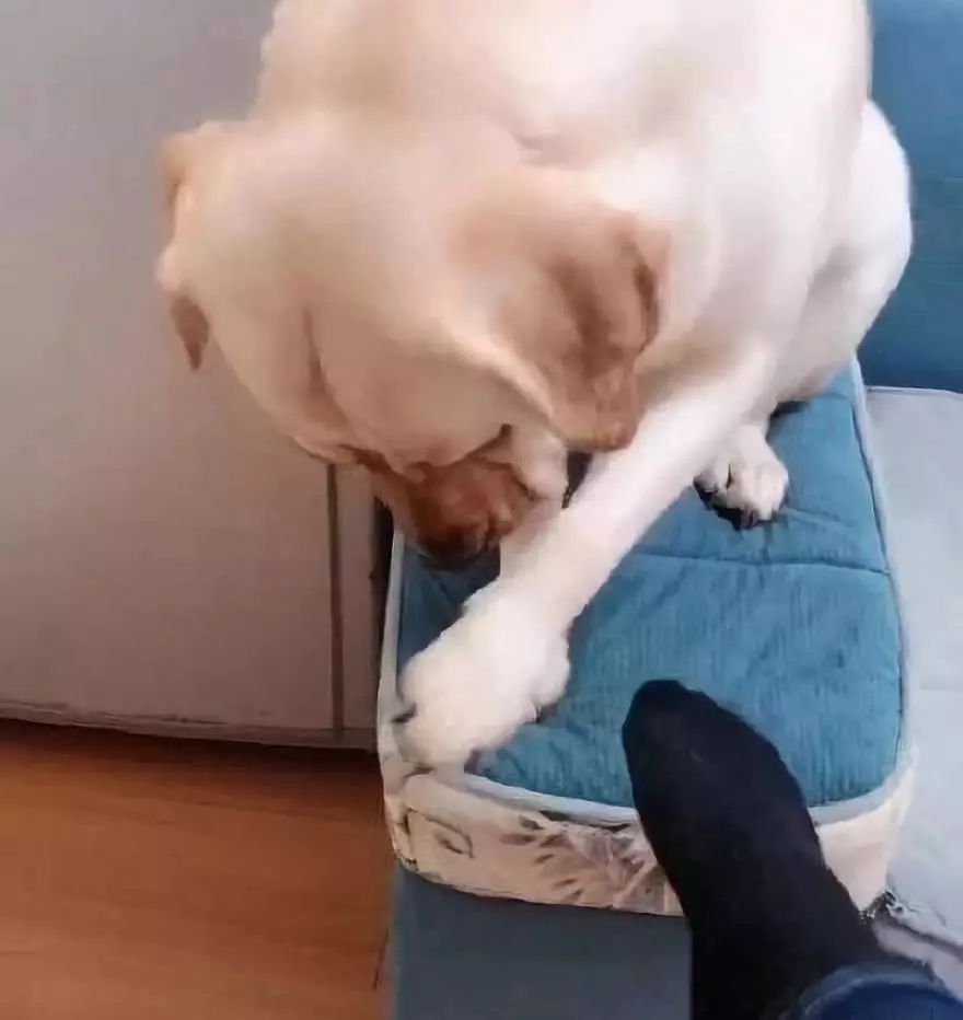 狗狗被主人的鞋子臭的睡不着,于是做了这样一件事……