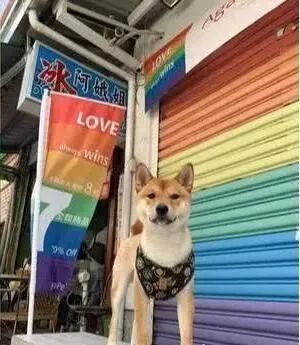 狗狗突然化身守财奴,网友看完都笑翻了!