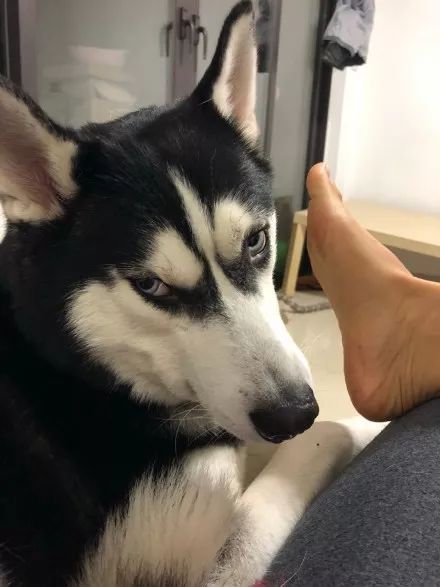 狗狗被主人的鞋子臭的睡不着,于是做了这样一件事……