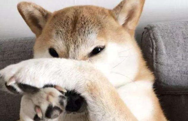 狗狗被主人的鞋子臭的睡不着,于是做了这样一件事……