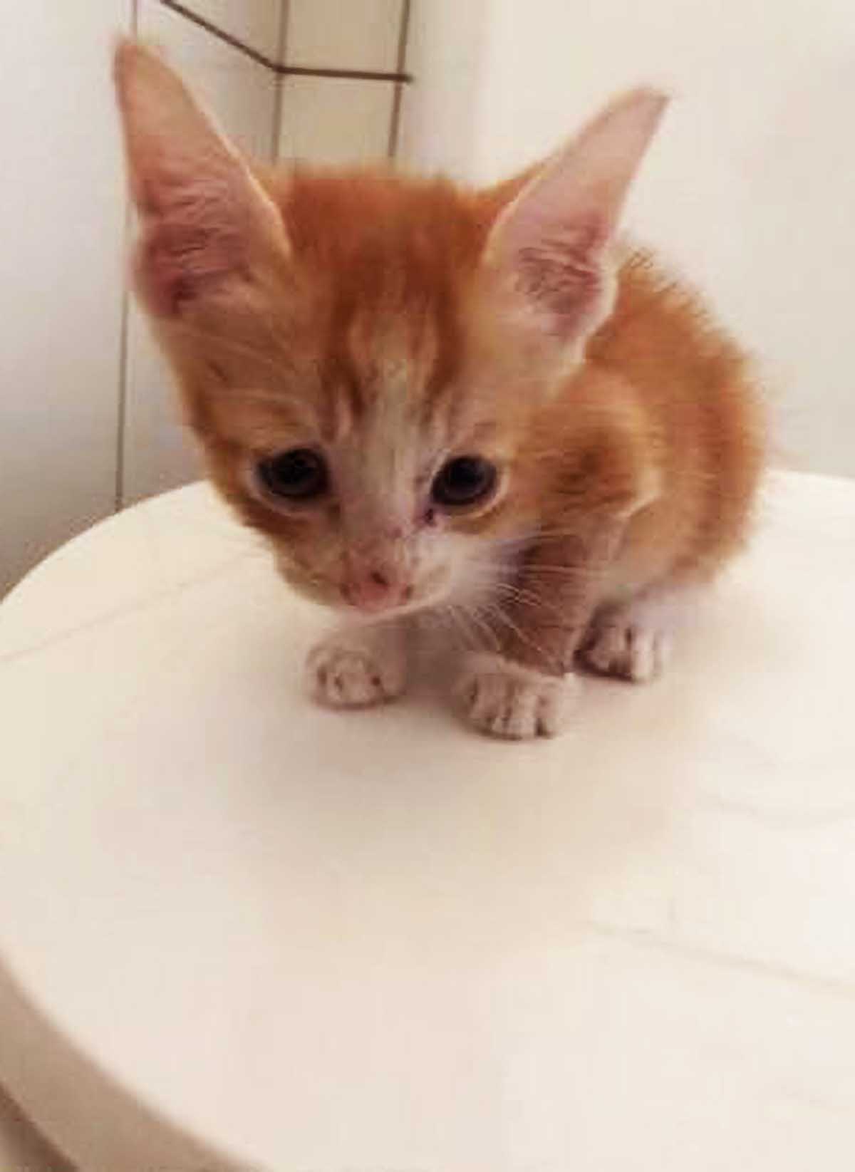 能用3个月的猫抓板,猫咪仅用6小时就弄碎了,猫咪:朕必须给差评