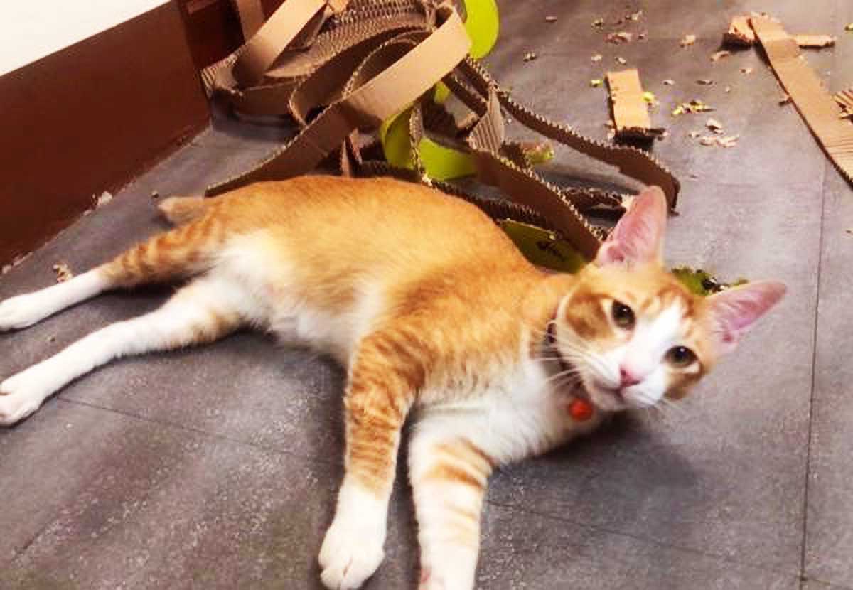 能用3个月的猫抓板,猫咪仅用6小时就弄碎了,猫咪:朕必须给差评