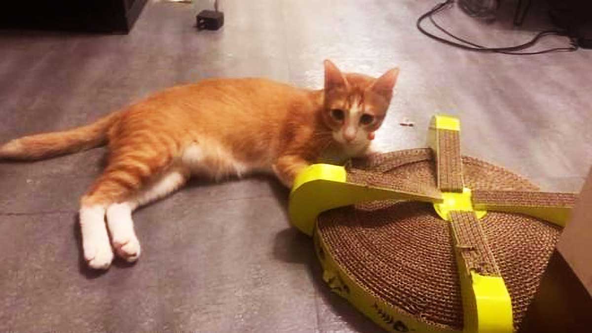 能用3个月的猫抓板,猫咪仅用6小时就弄碎了,猫咪:朕必须给差评