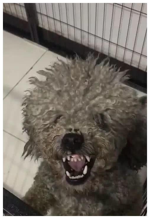 捡了一只流浪泰迪,相处了一周,男子后悔不该带回家