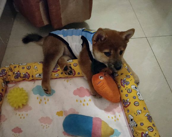 柴犬喜欢自娱自乐,从来不主动搭理网友,除非它想“用膳”