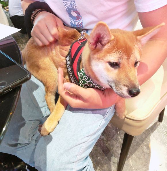 柴犬喜欢自娱自乐,从来不主动搭理网友,除非它想“用膳”
