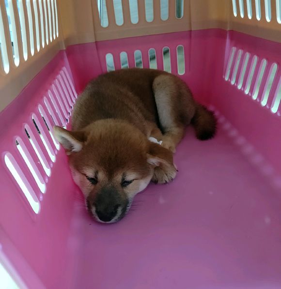 柴犬喜欢自娱自乐,从来不主动搭理网友,除非它想“用膳”