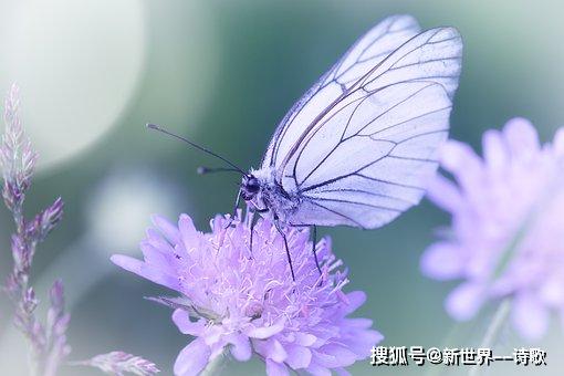 大洋诗歌:我们不谈大海,不谈爱情,被雾气裹紧。