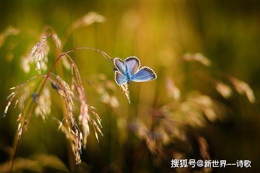 大洋诗歌:我们不谈大海,不谈爱情,被雾气裹紧。