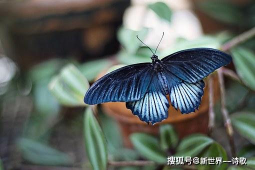 大洋诗歌:我们不谈大海,不谈爱情,被雾气裹紧。