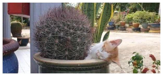 宠主到处都找不到猫咪,它却抱着仙人球睡大觉,这不扎吗