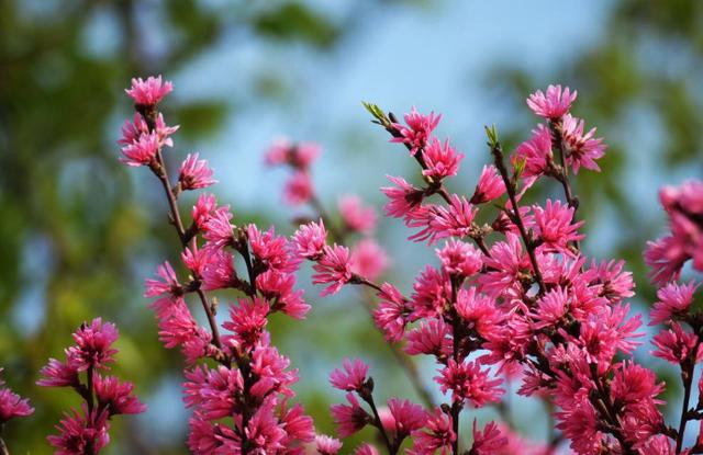 白居易一首桃花诗,表面上写花,实际上讲自己,读一次心疼一次