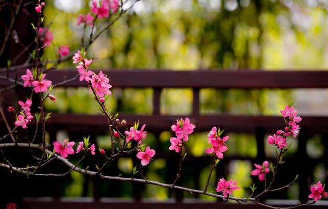 白居易一首桃花诗,表面上写花,实际上讲自己,读一次心疼一次