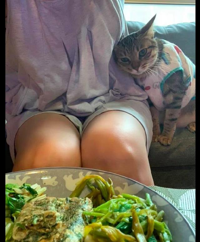 主人吃饭时猫咪马上跑来,看到后面的沙发,劝你还是分它点吃的吧