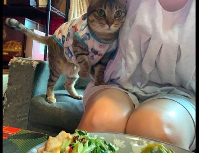 主人吃饭时猫咪马上跑来,看到后面的沙发,劝你还是分它点吃的吧