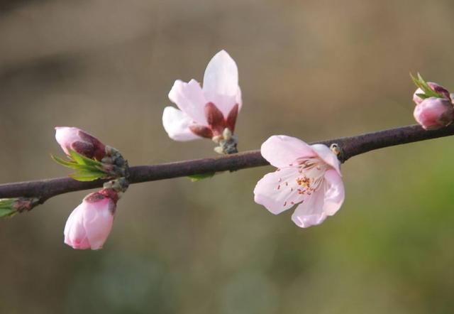 白居易一首桃花诗,表面上写花,实际上讲自己,读一次心疼一次