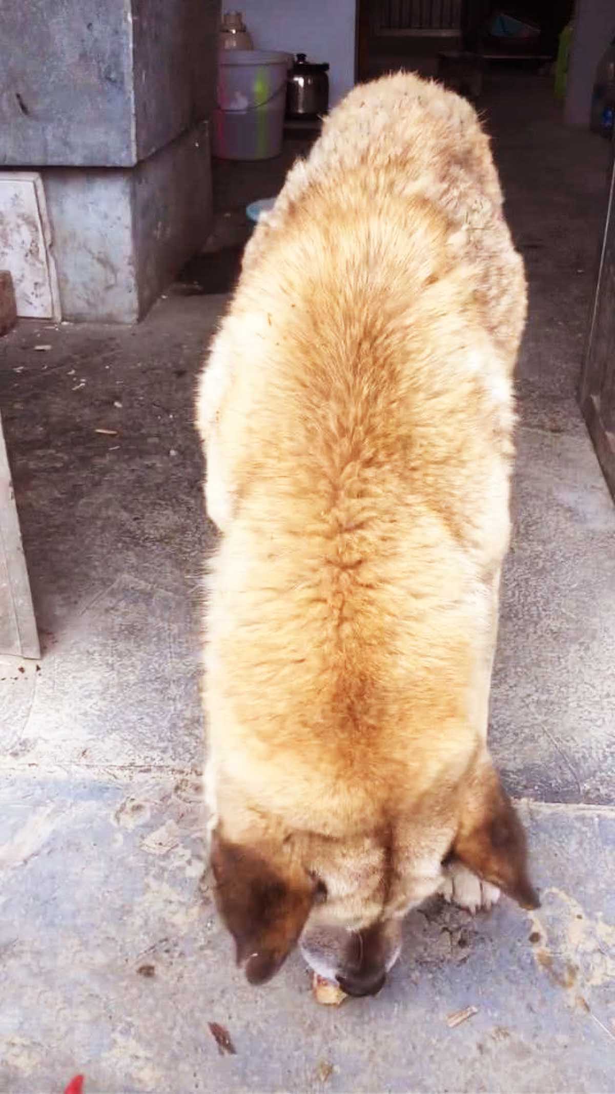土狗饿得不行,却死活不吃网友给它的肉,背后的原因让人暖心!
