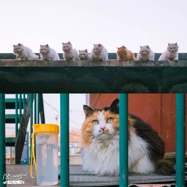 他是中国“拍猫”第一人!6年走遍全国,拍下40000多张“猫片”