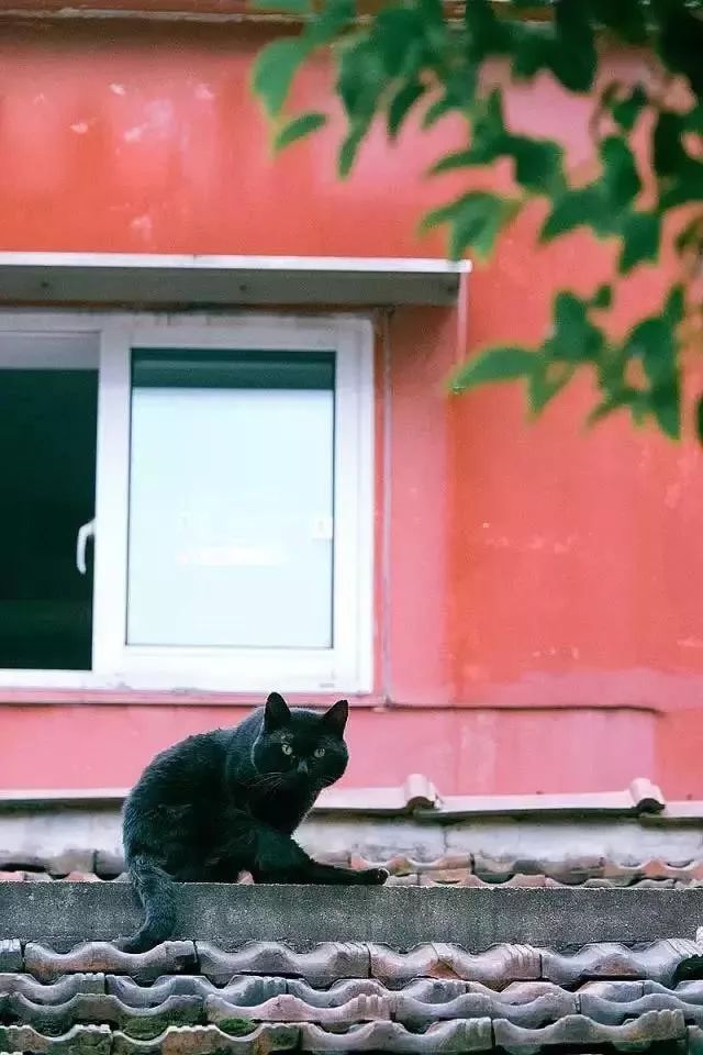 他是中国“拍猫”第一人!6年走遍全国,拍下40000多张“猫片”