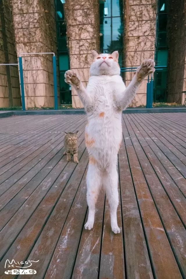 他是中国“拍猫”第一人!6年走遍全国,拍下40000多张“猫片”