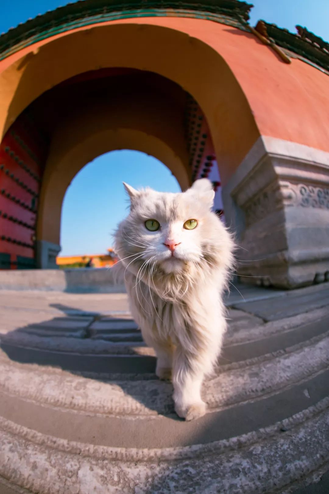 他是中国“拍猫”第一人!6年走遍全国,拍下40000多张“猫片”
