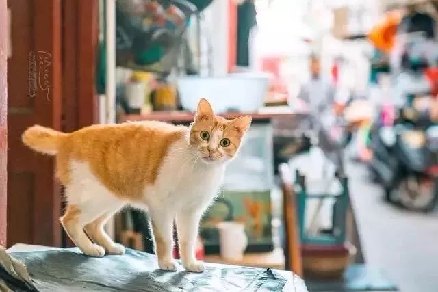 他是中国“拍猫”第一人!6年走遍全国,拍下40000多张“猫片”