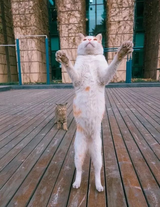 他是中国“拍猫”第一人!6年走遍全国,拍下40000多张“猫片”
