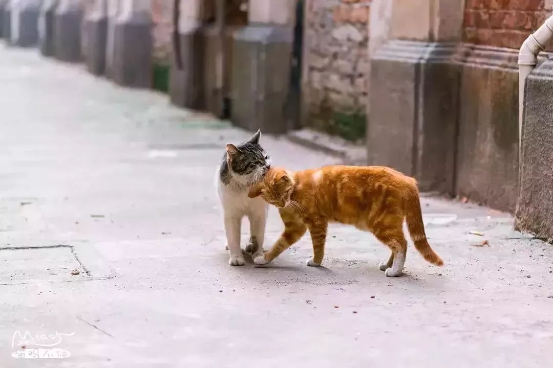 他是中国“拍猫”第一人!6年走遍全国,拍下40000多张“猫片”