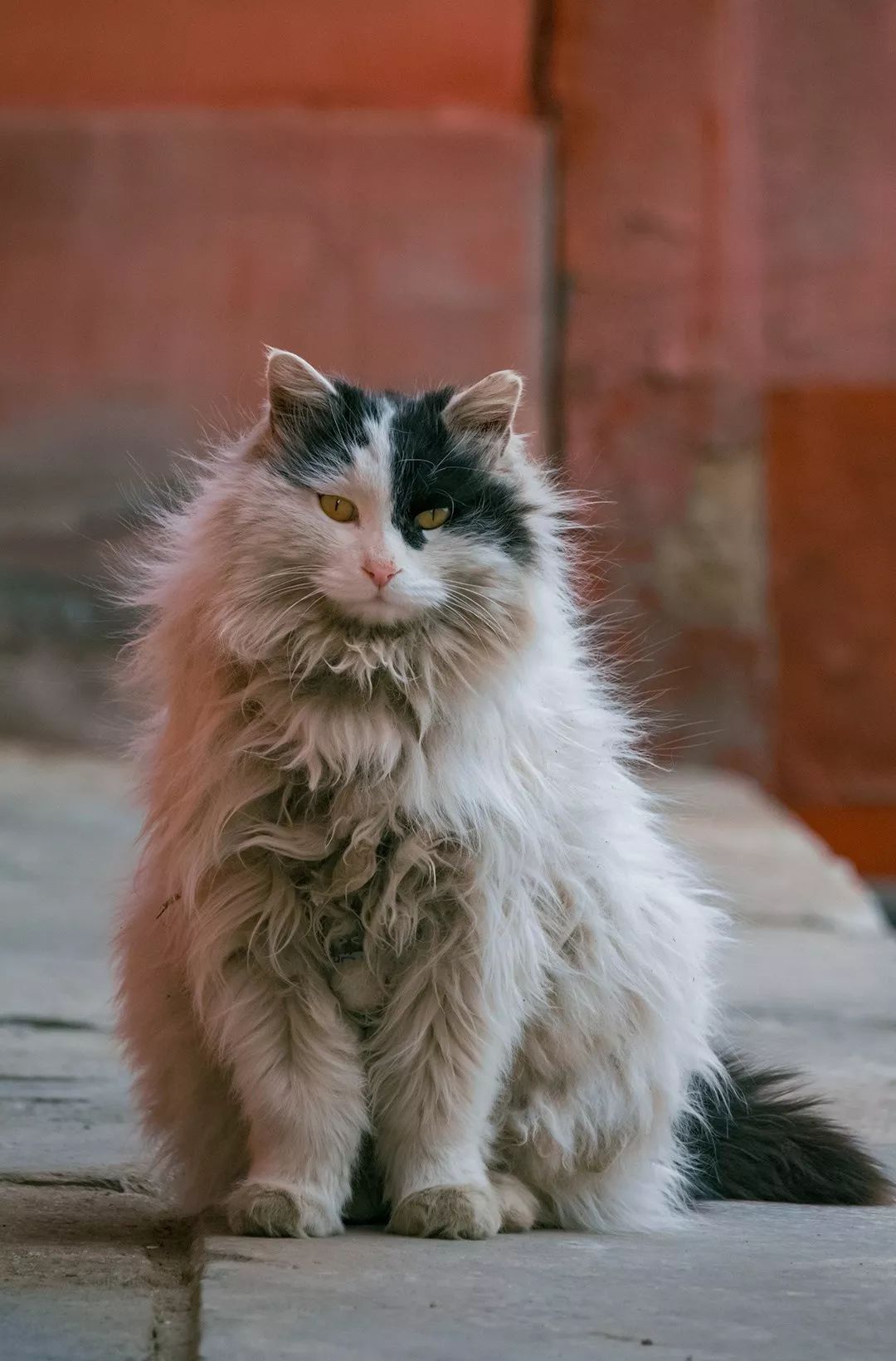 他是中国“拍猫”第一人!6年走遍全国,拍下40000多张“猫片”
