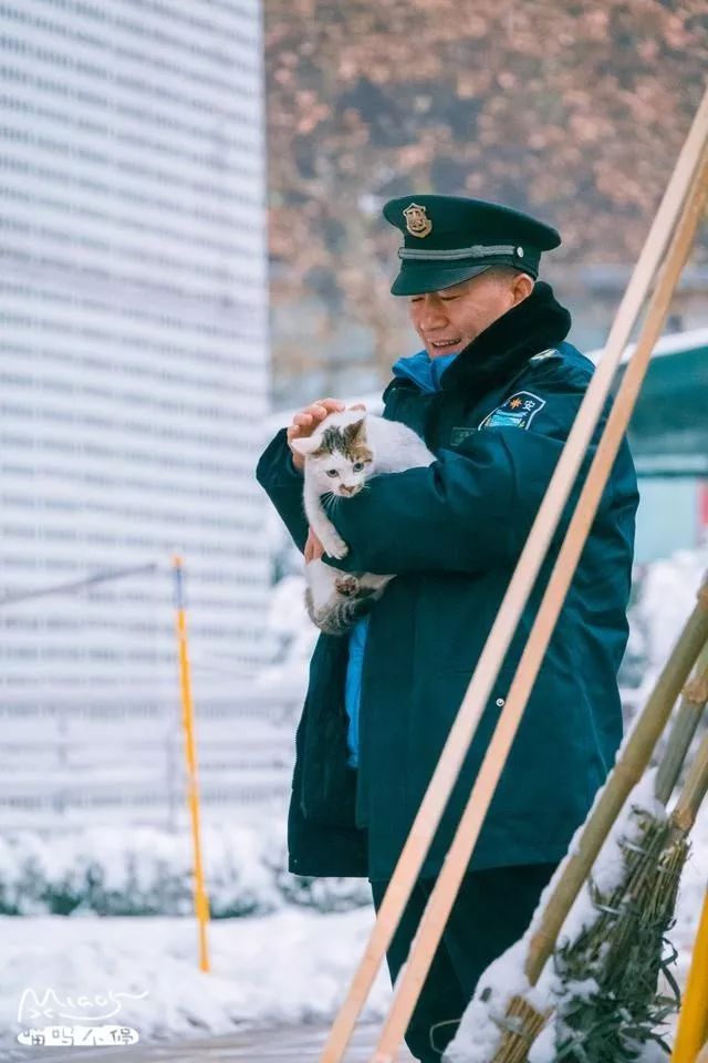 他是中国“拍猫”第一人!6年走遍全国,拍下40000多张“猫片”