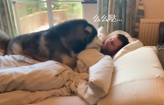 阿拉今年刚满4岁,却当了主人3年的闹钟,为了这家操碎了心