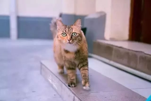 他是中国“拍猫”第一人!6年走遍全国,拍下40000多张“猫片”