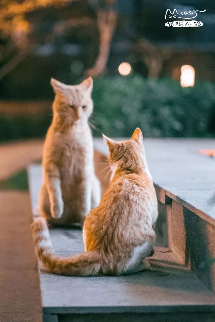 他是中国“拍猫”第一人!6年走遍全国,拍下40000多张“猫片”
