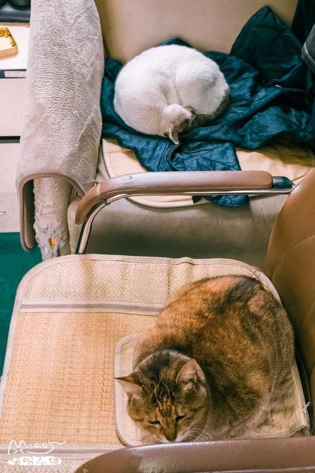 他是中国“拍猫”第一人!6年走遍全国,拍下40000多张“猫片”