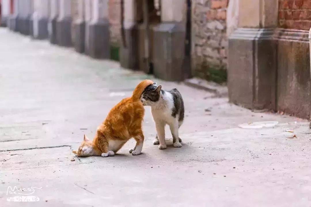 他是中国“拍猫”第一人!6年走遍全国,拍下40000多张“猫片”