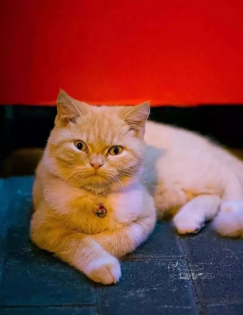 他是中国“拍猫”第一人!6年走遍全国,拍下40000多张“猫片”