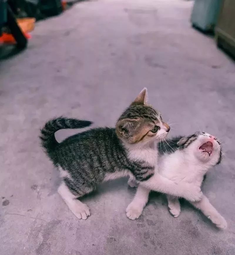 他是中国“拍猫”第一人!6年走遍全国,拍下40000多张“猫片”