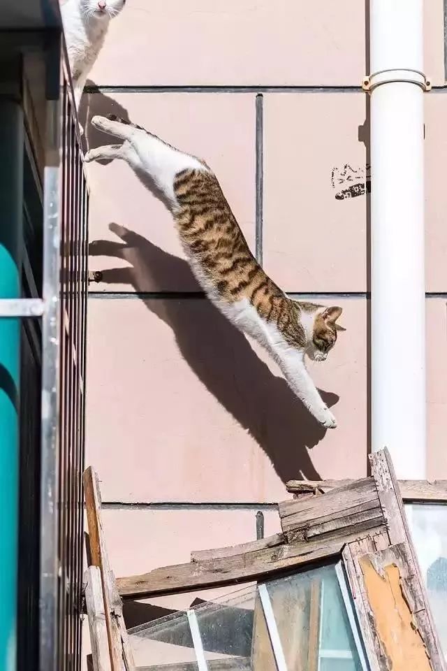 他是中国“拍猫”第一人!6年走遍全国,拍下40000多张“猫片”