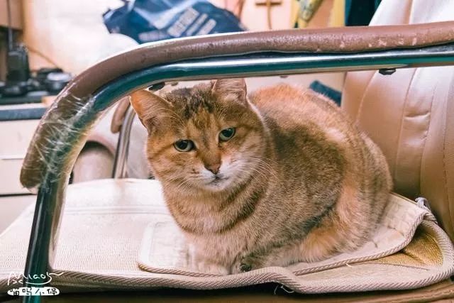 他是中国“拍猫”第一人!6年走遍全国,拍下40000多张“猫片”