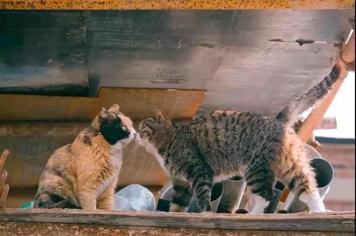 他是中国“拍猫”第一人!6年走遍全国,拍下40000多张“猫片”