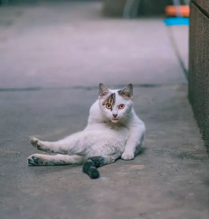 他是中国“拍猫”第一人!6年走遍全国,拍下40000多张“猫片”
