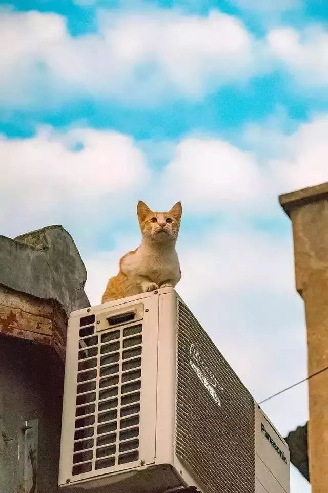 他是中国“拍猫”第一人!6年走遍全国,拍下40000多张“猫片”