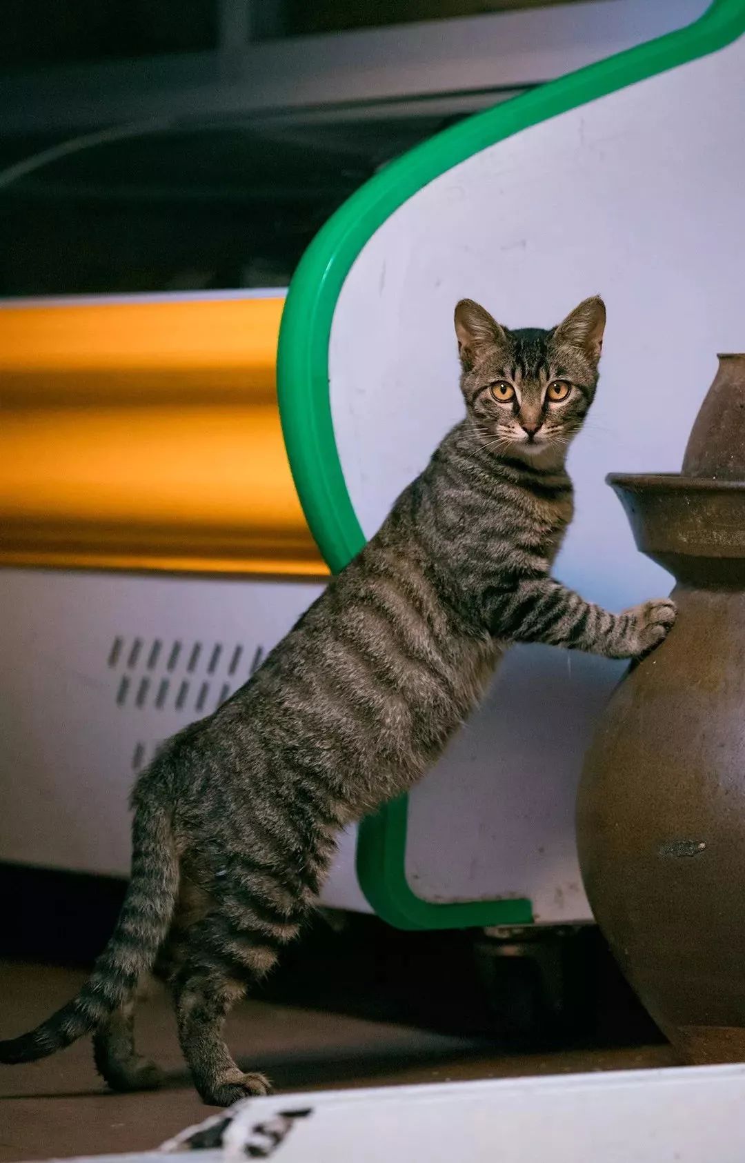 他是中国“拍猫”第一人!6年走遍全国,拍下40000多张“猫片”