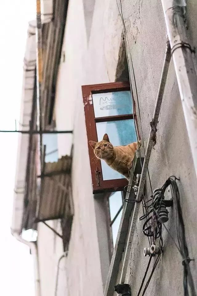 他是中国“拍猫”第一人!6年走遍全国,拍下40000多张“猫片”